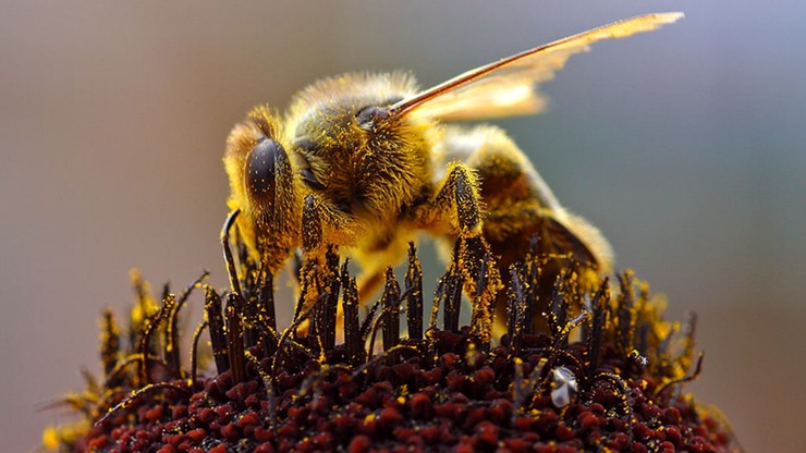 "Dobra wiadomość dla owadów zapylających". Groźne dla pszczół neonikotynoidy zakazane  w UE