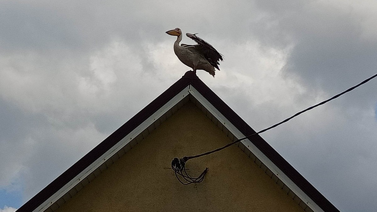 Pelikan myśli, że jest bocianem. Przesiaduje na dachu