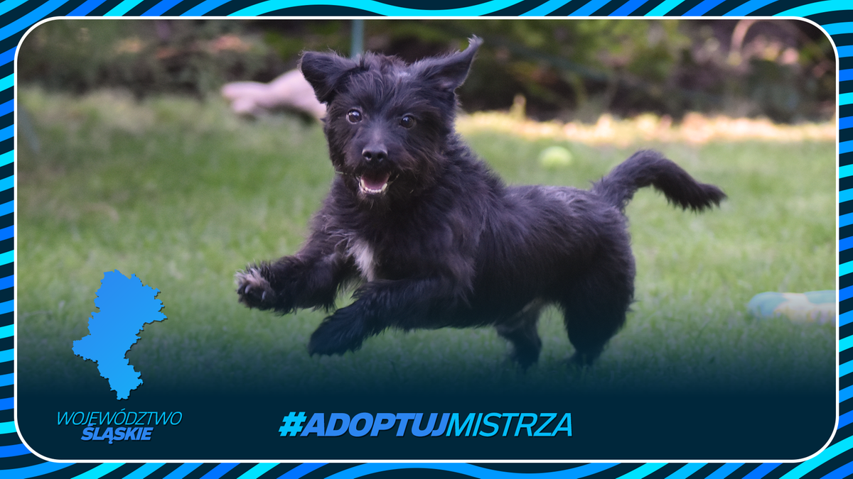 Czarny szczeniak biegnie po trawie, z uniesionymi uszami i wesołym wyrazem pyska.