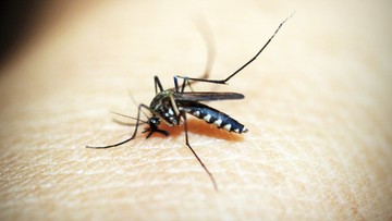 Plaga komarów na Słowacji. Pomóc mają drony