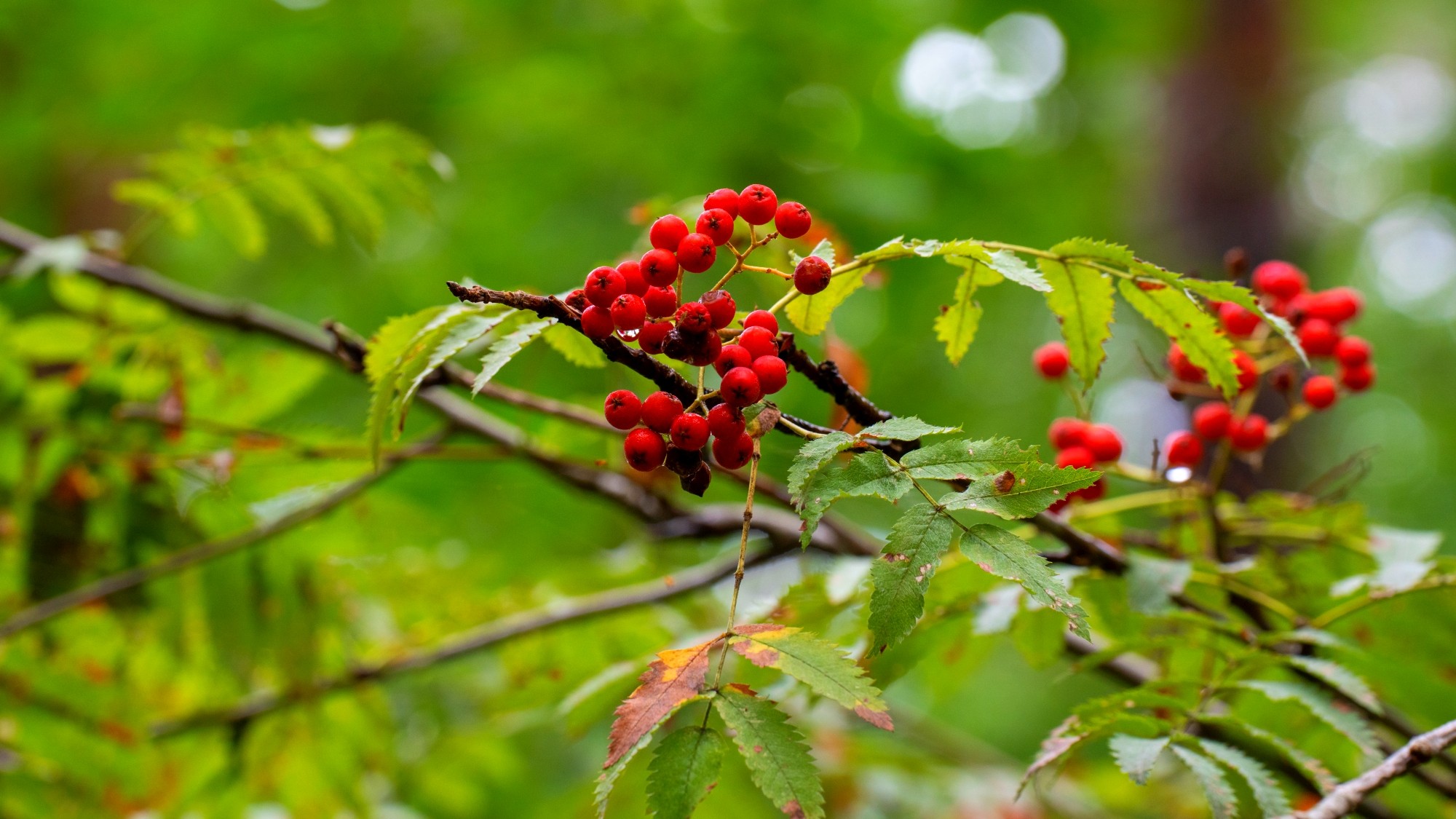 Wśród natury - zdjęcie 32