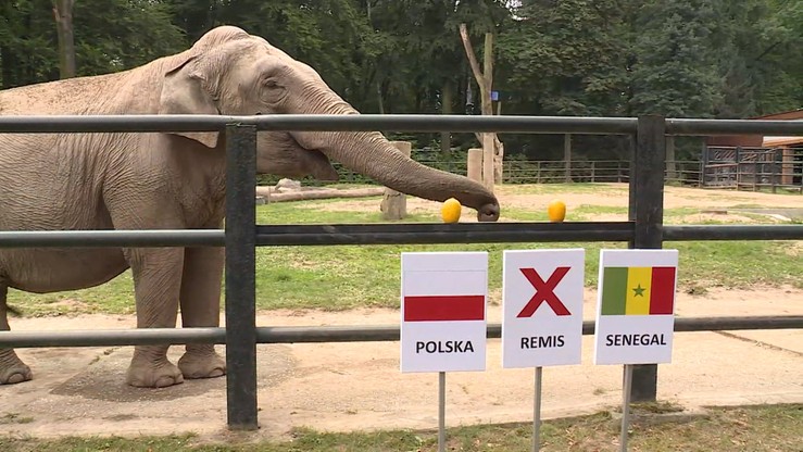 Słonica Citta już wie. Ulubienica krakowskiego zoo wytypowała zwycięzcę meczu Polska-Senegal