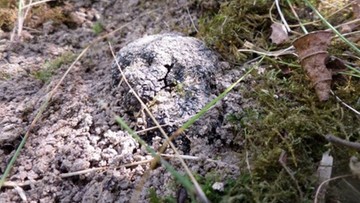 Trufle z polskiej uprawy - naukowcy zebrali pierwsze grzyby po 8 latach od założenia ogrodu