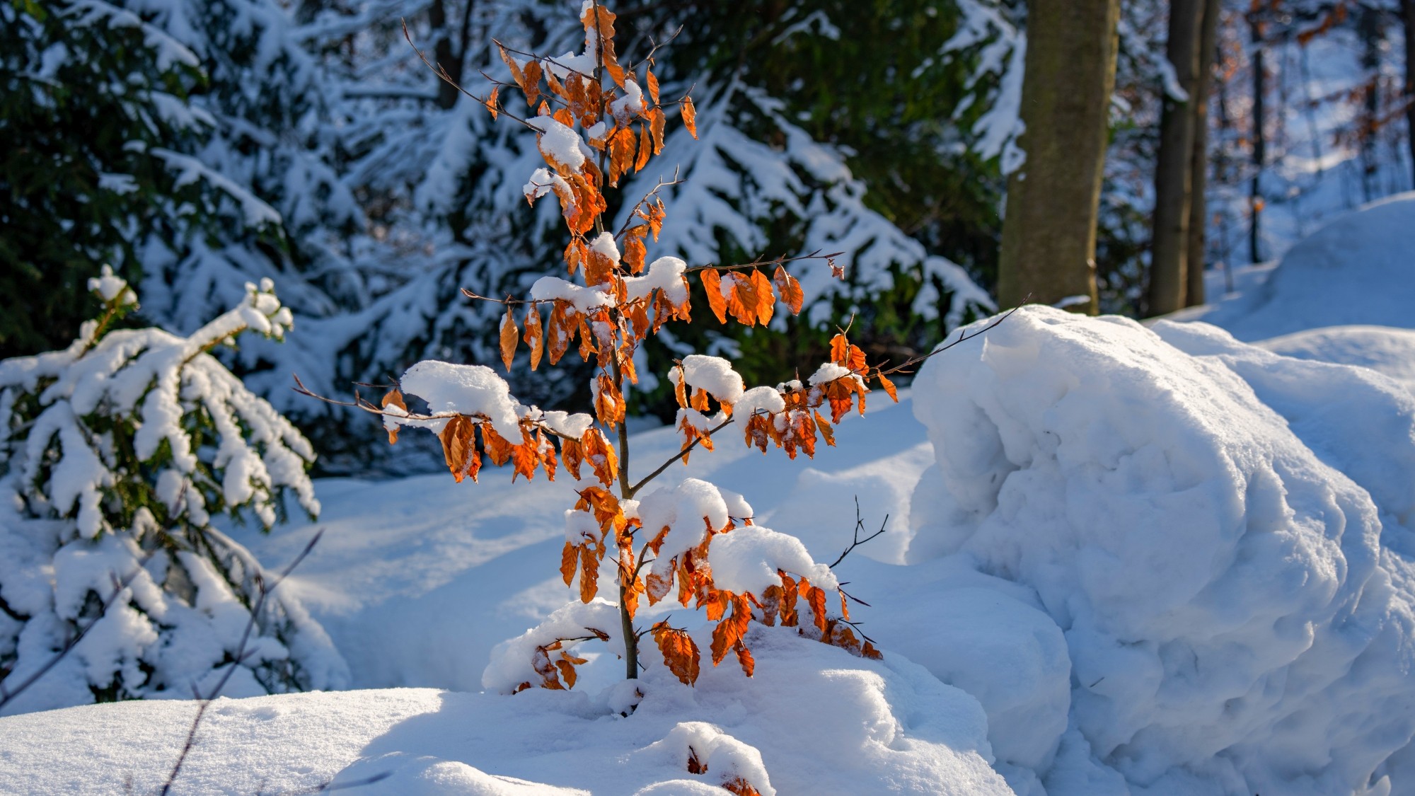 Zima w górach - zdjęcie 22