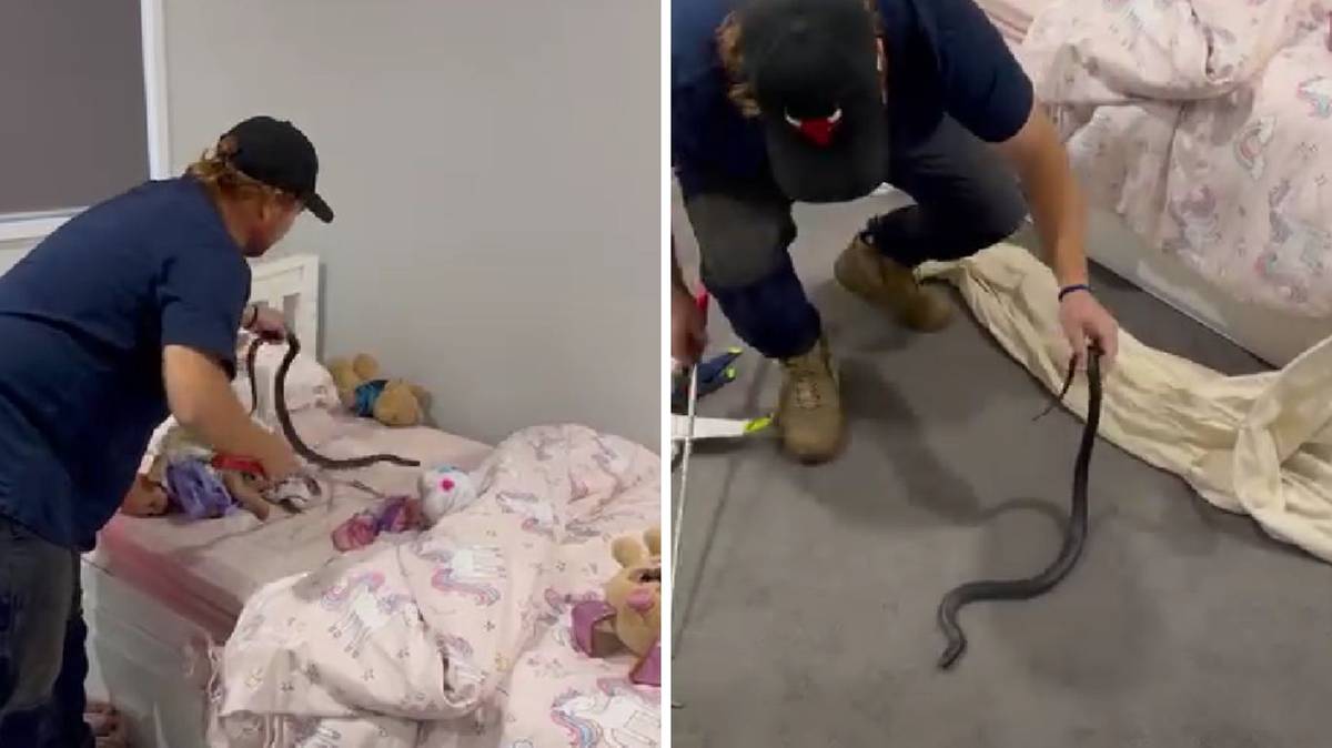 Jadowity wąż znaleziony w dziecięcym łóżku. Ukrył się za zabawkami