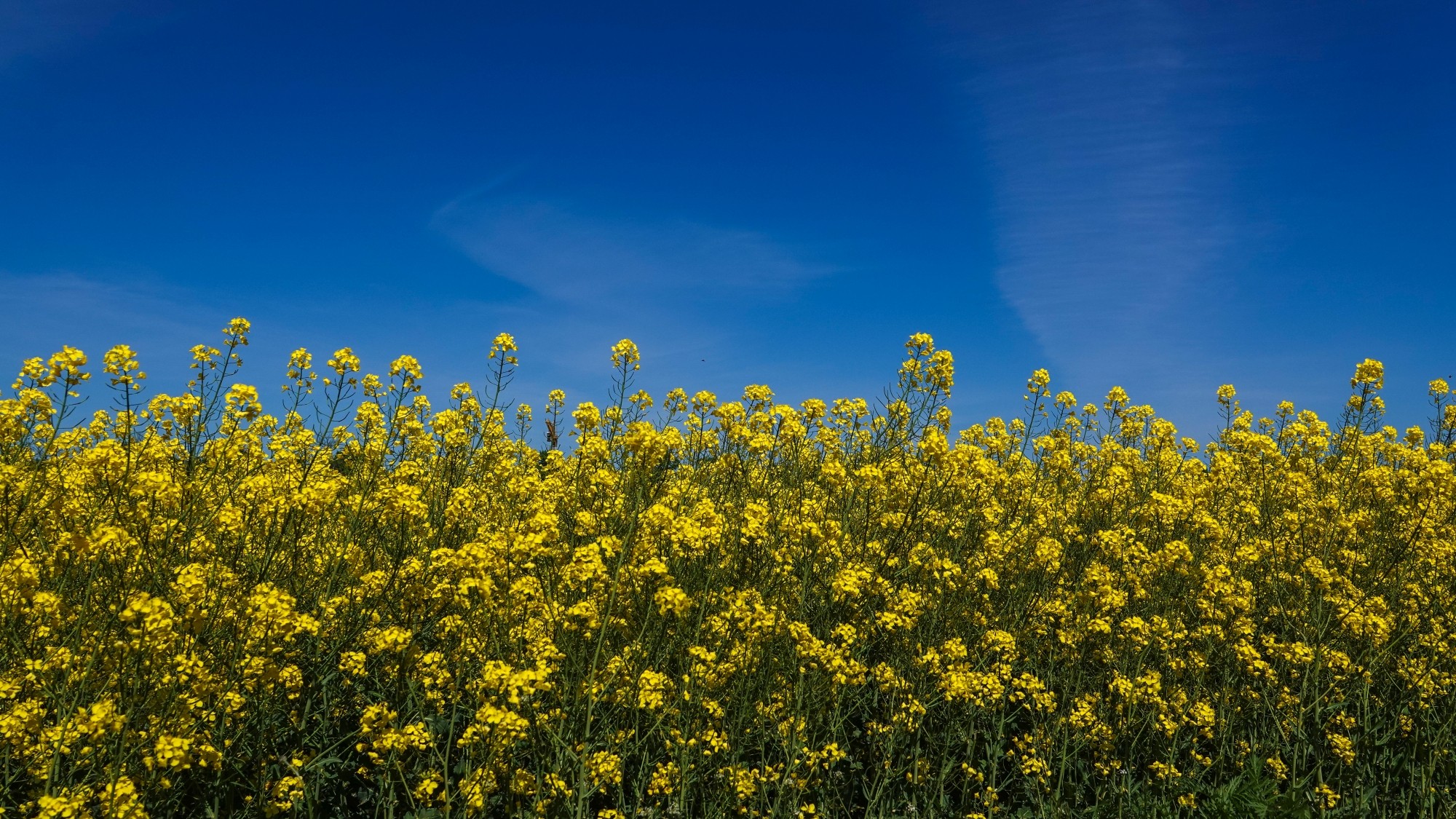 Lato w plenerze - zdjęcie 38