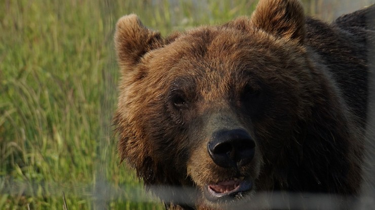 USA. Mieszkaniec Alaski przeżył atak niedźwiedzia. "Wszędzie była krew"