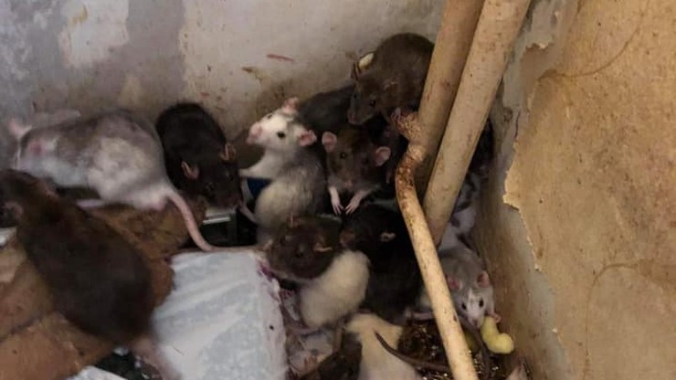 130 szczurów w jednym pokoju. Hodowla wymknęła się spod kontroli