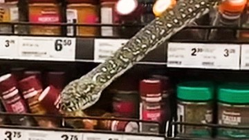 Wąż w supermarkecie. Diamentowy pyton był na półce z przyprawami