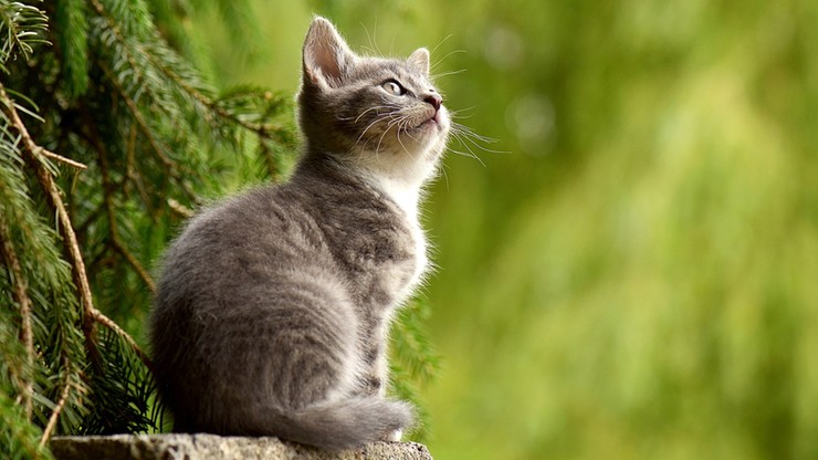 Badanie: Koty reagują bardziej, kiedy właściciel zwraca się do nich jak dziecko