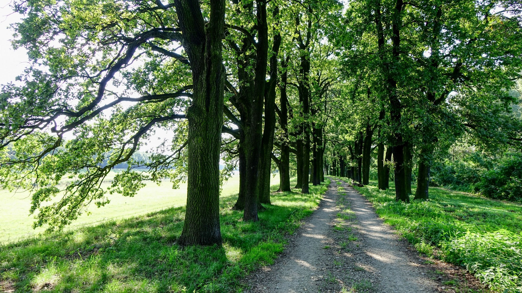 Urocze zakątki w lasach - zdjęcie 80