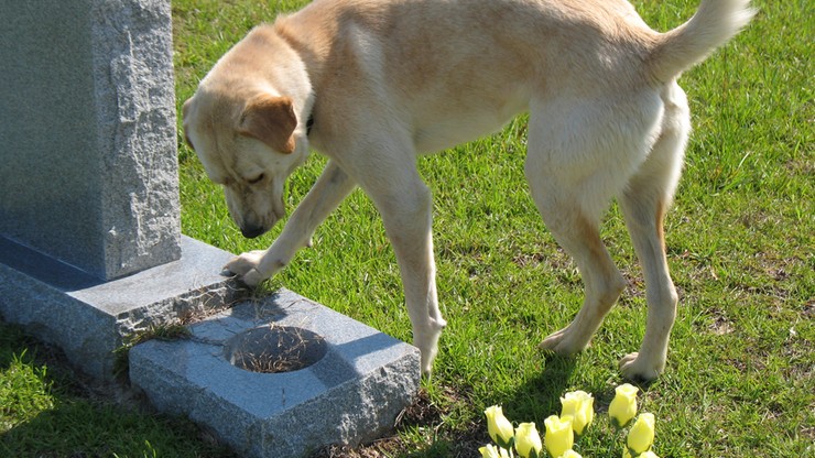 Pies mieszka na cmentarzu od 2 lat. Ma pilnować swojego pana