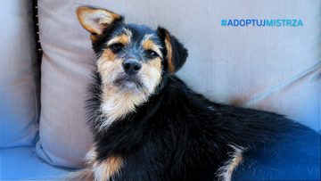 Jak przygotować się do adopcji? – praktyczny poradnik #AdoptujMistrza