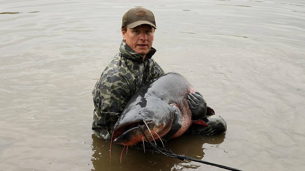 Sumy potrafią osiągać olbrzymie rozmiary. Fot. Pixabay.