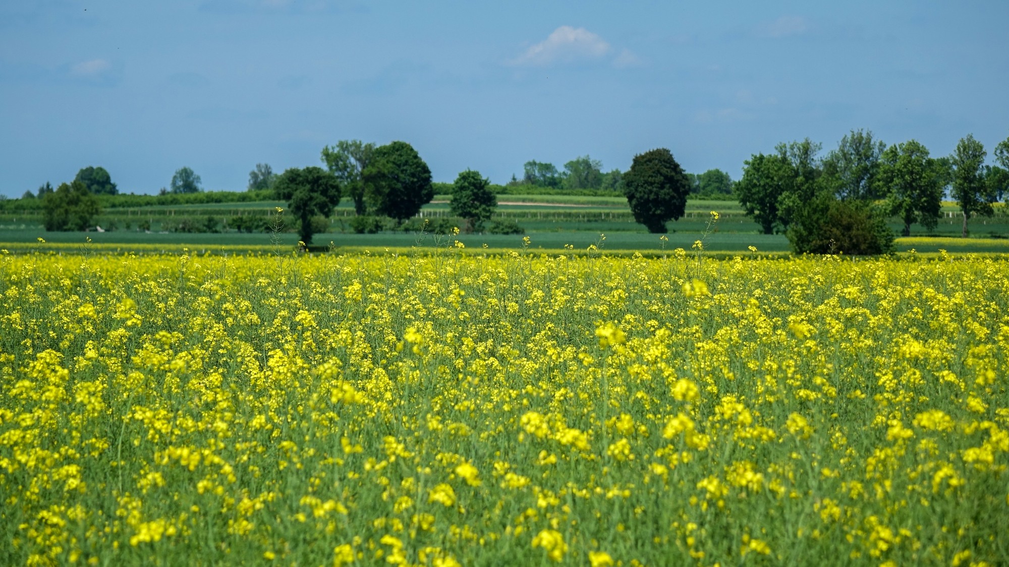 Maj w obiektywie - zdjęcie 46