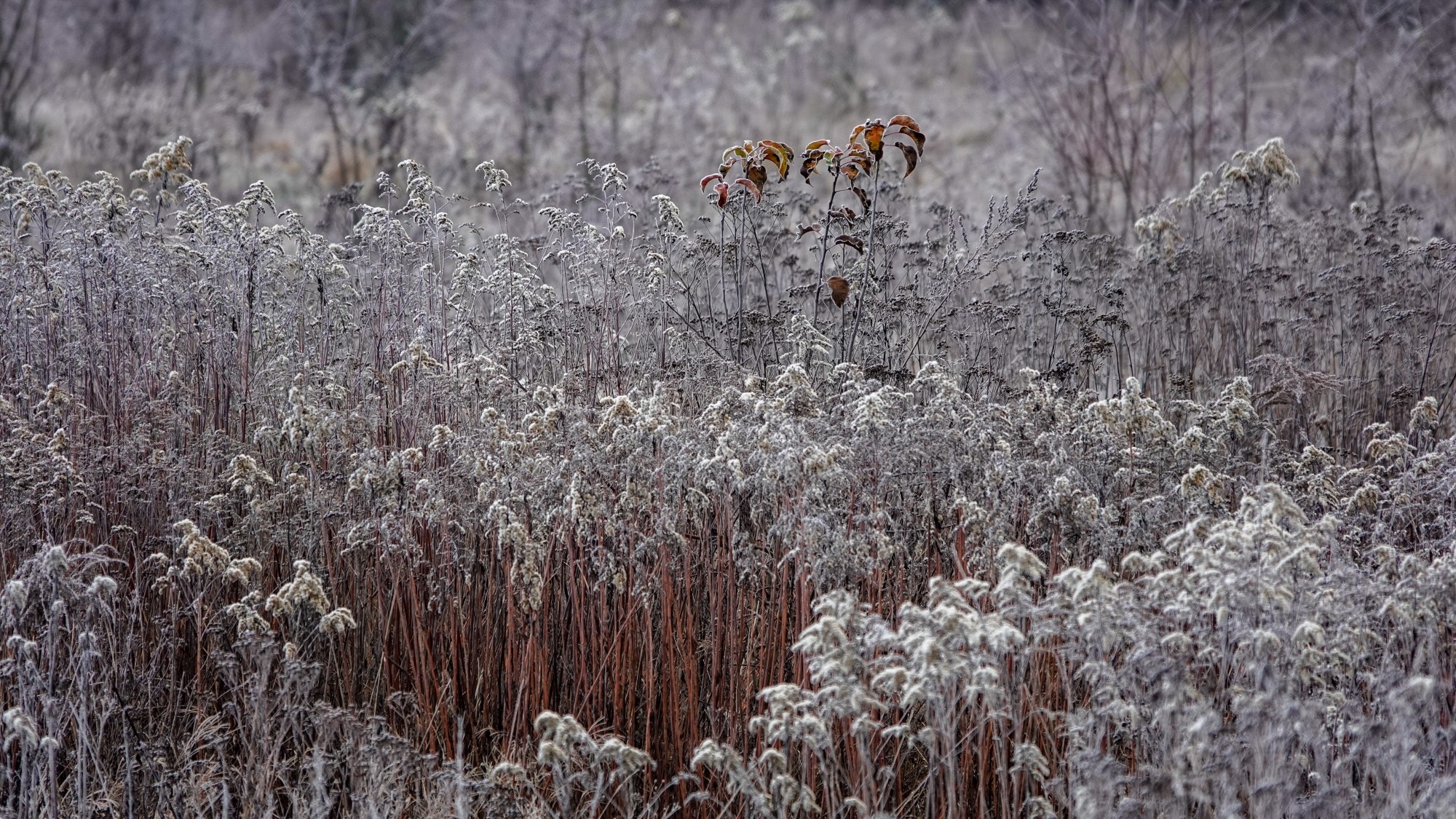 Szron pod lupą - zdjęcie 14