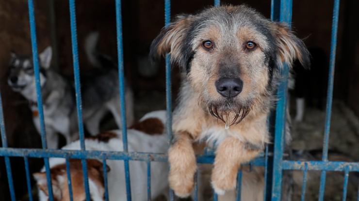 Obrońcy praw zwierząt alarmują: Tysiące psów i kotów zginie przed mundialem!