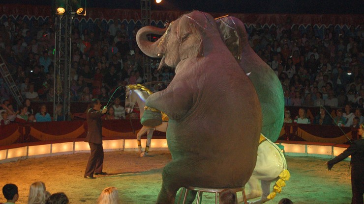 Dania: rząd wykupi ostatnie cyrkowe słonie w kraju