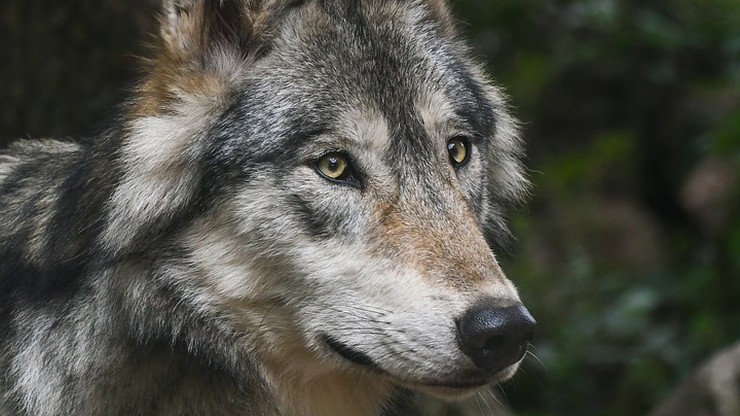 Szef PZŁ: rozwój populacji wilka powinien opierać się "na racjonalnych przesłankach"