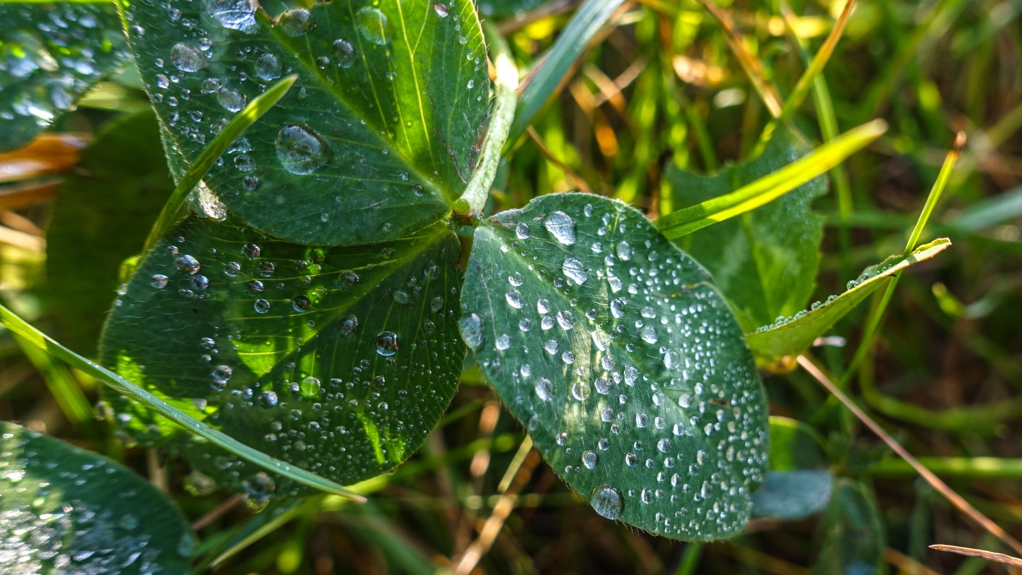 Szron pod lupą - zdjęcie 46