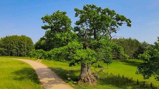 29-06-2022 05:57 Najpiękniejsze drzewo w Polsce w każdej chwili może się rozpaść, bo niemal przepołowiły je pioruny