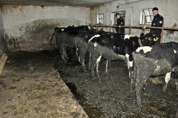 Krowy tonęły we własnych odchodach. Interweniowało Towarzystwo Ochrony Zwierząt