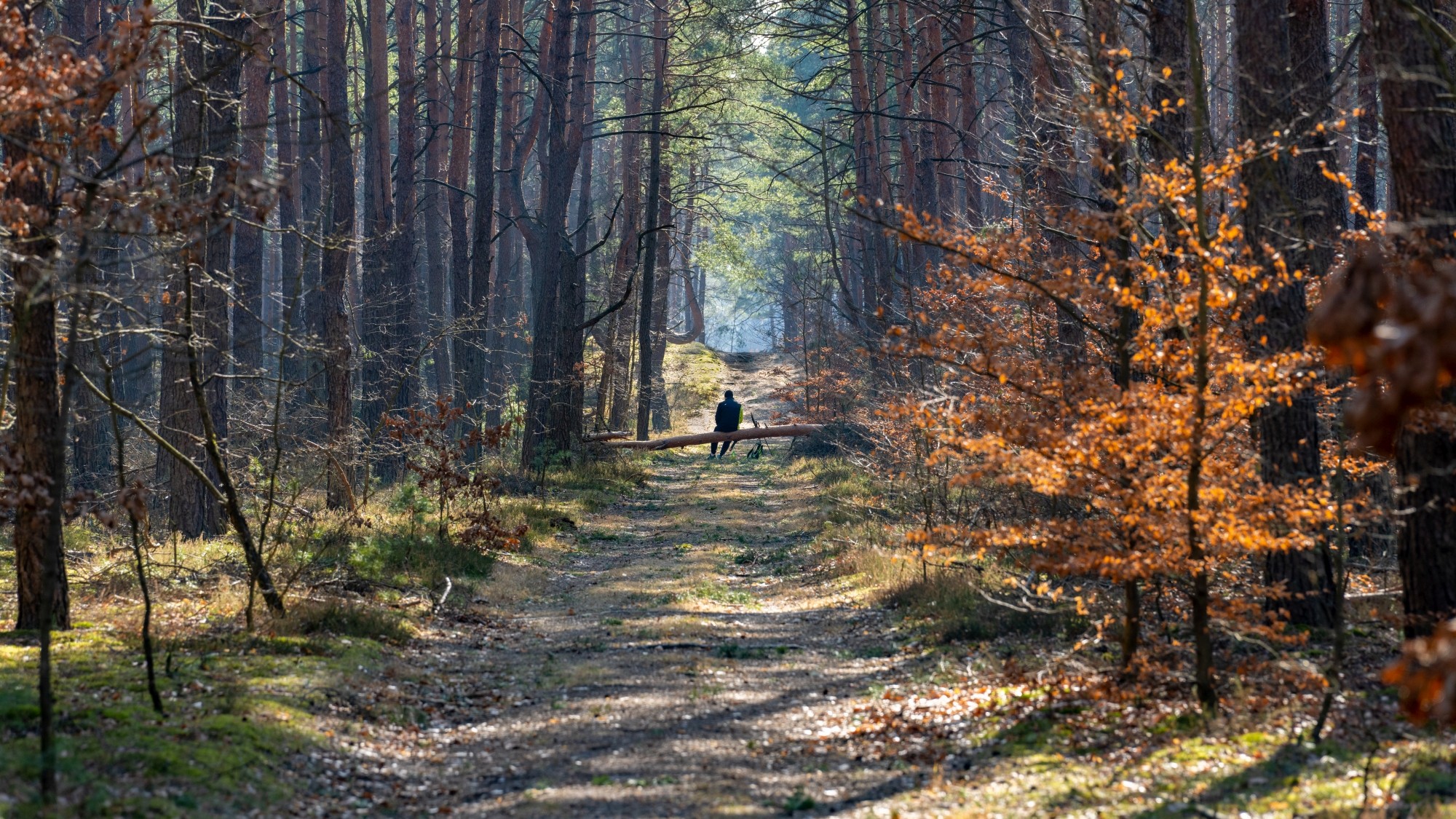 Miejska przyroda - zdjęcie 18
