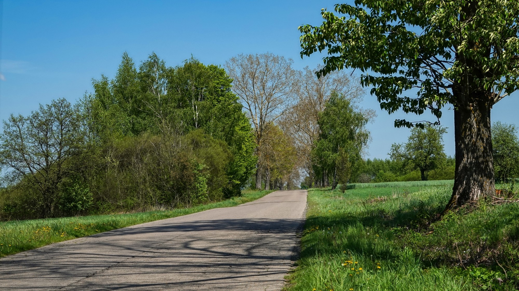 Całe piękno późnej wiosny - zdjęcie 21
