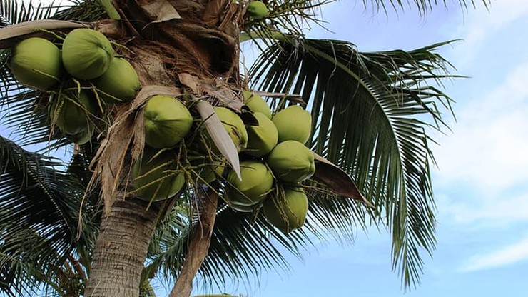 Studenci uczelni na Bali mogą opłacać czesne kokosami