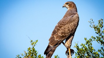 Drapieżne ptaki mają wygonić zanieczyszczające radomskie parki gawrony. Za 80 tys. zł