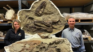 Odkryto skamieniałości dinozaura wraz z jego żołądkiem. “To nie były tylko potwory”