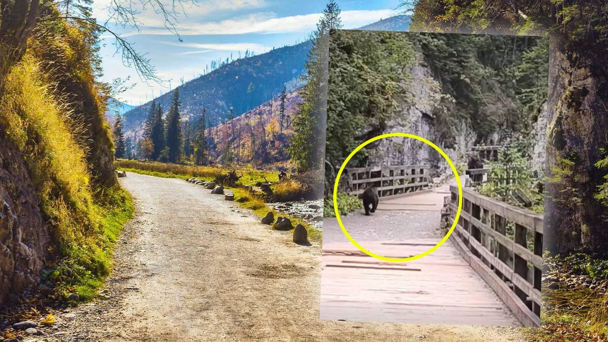 Turysta uciekał przed niedźwiedziem. Chwile grozy w Dolinie Kościeliskiej