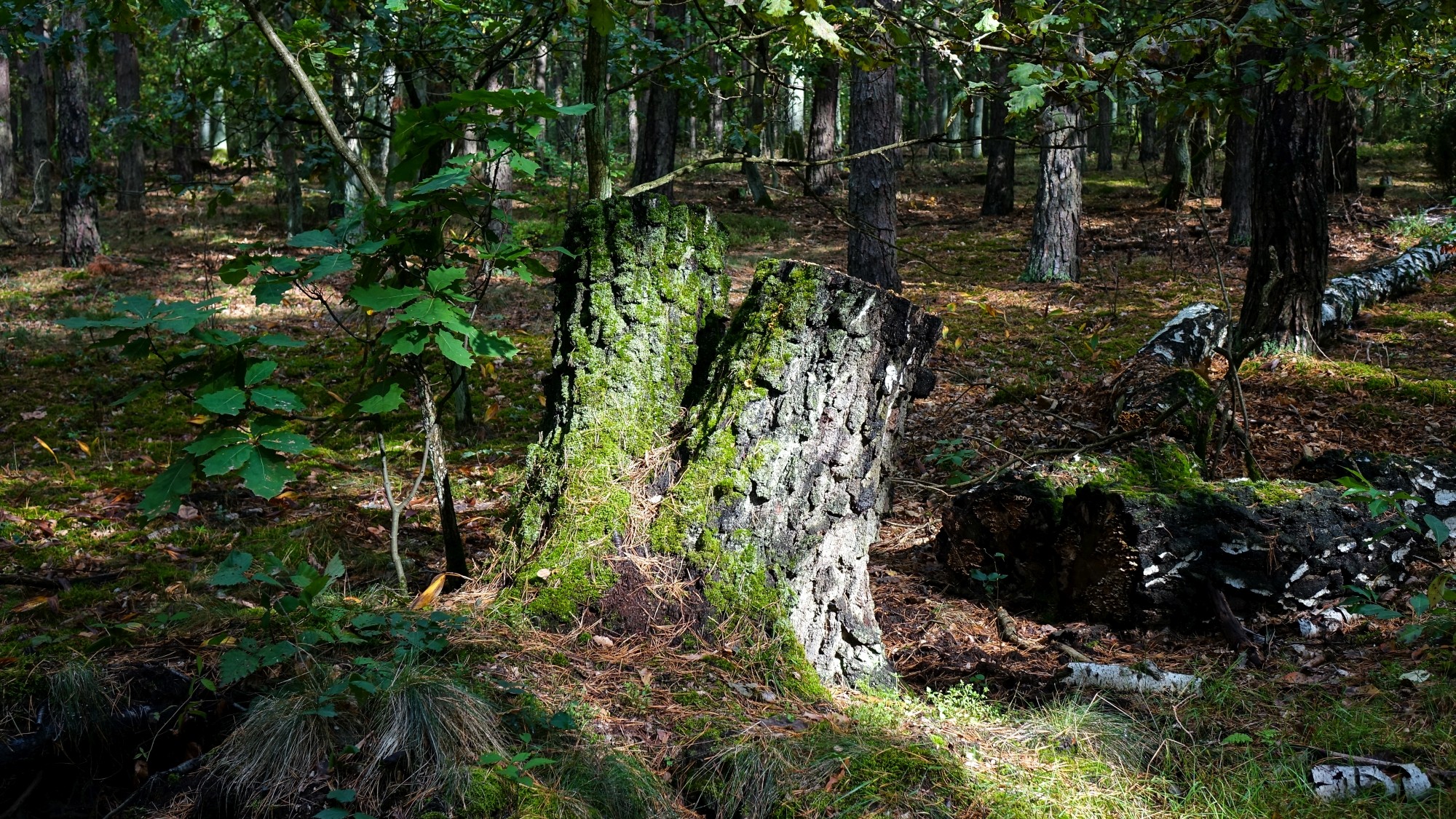 Późne lato na łonie natury - zdjęcie 29