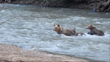 Niedźwiedzica Aga z dwójką młodych przeprawiła się przez San [WIDEO]