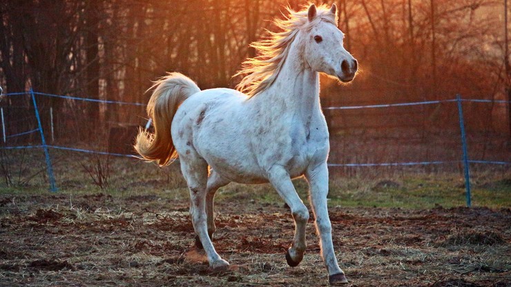 Specjaliści w zakresie hodowli koni arabskich skreśleni z listy honorowej gości Pride of Poland