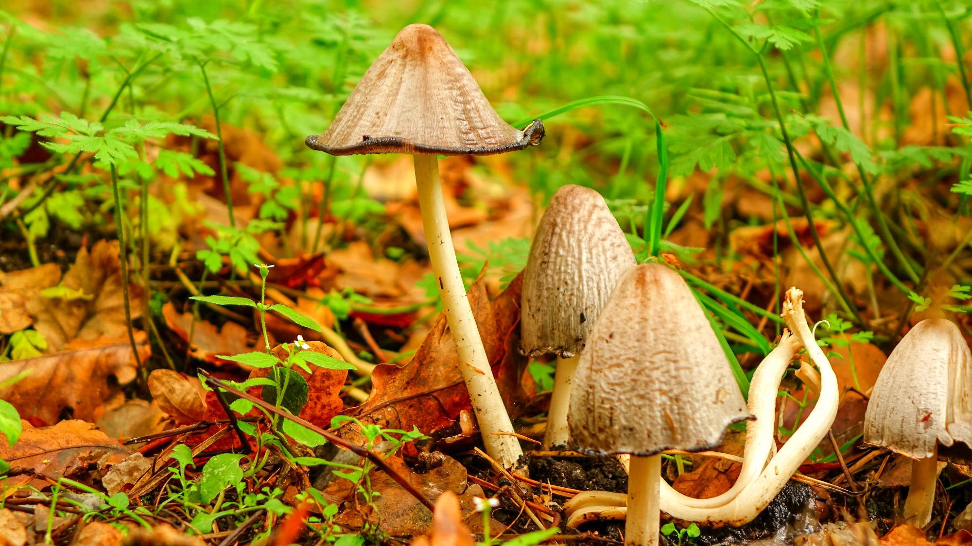 Sezon na grzyby - zdjęcie 26