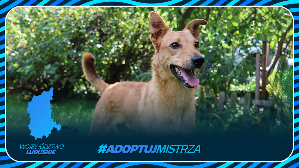Zdjęcie uśmiechniętego psa na tle ogrodu, promujące akcję adopcyjną zwierząt z wojew&oacute;dztwa lubuskiego.