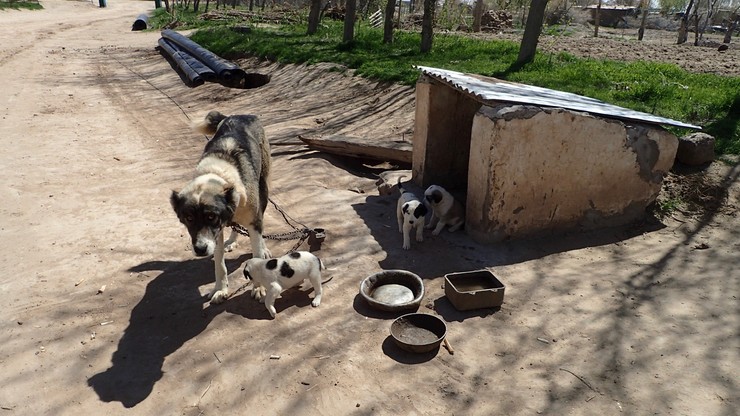 W Turkmenistanie zarejestrowano pierwsze schronisko dla zwierząt