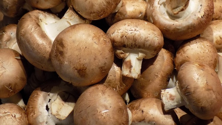 Naukowcy: jedzenie grzybów może zmniejszyć ryzyko zachorowania na raka
