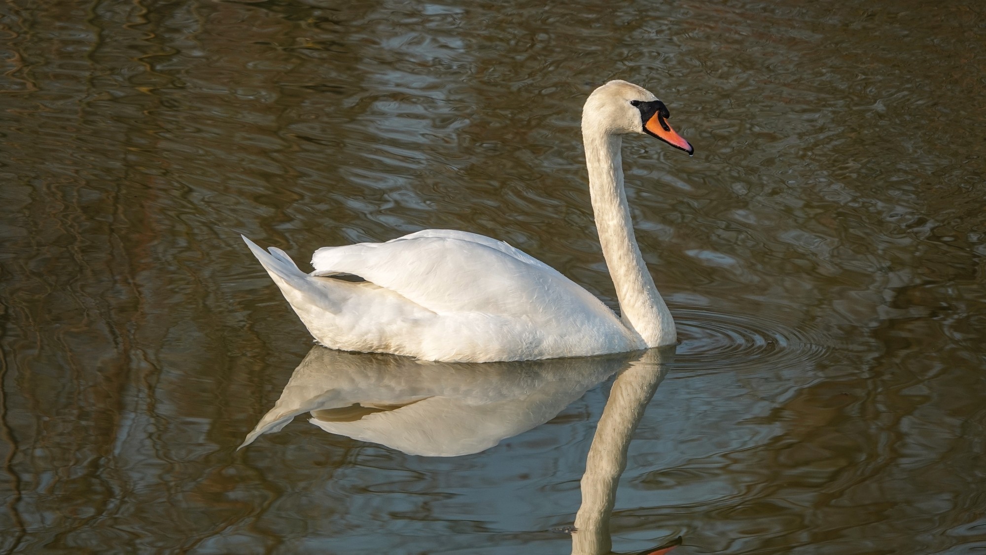 Z kamerą wśród zwierząt - zdjęcie 81