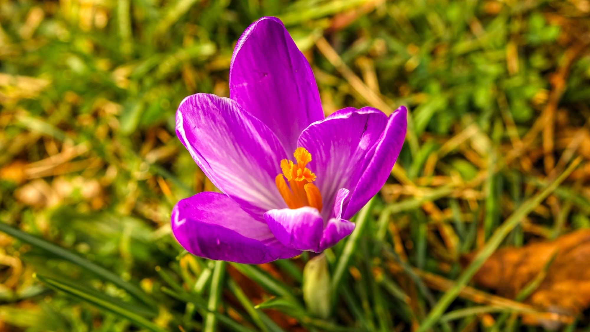 Wiosenna pobudka - zdjęcie 4