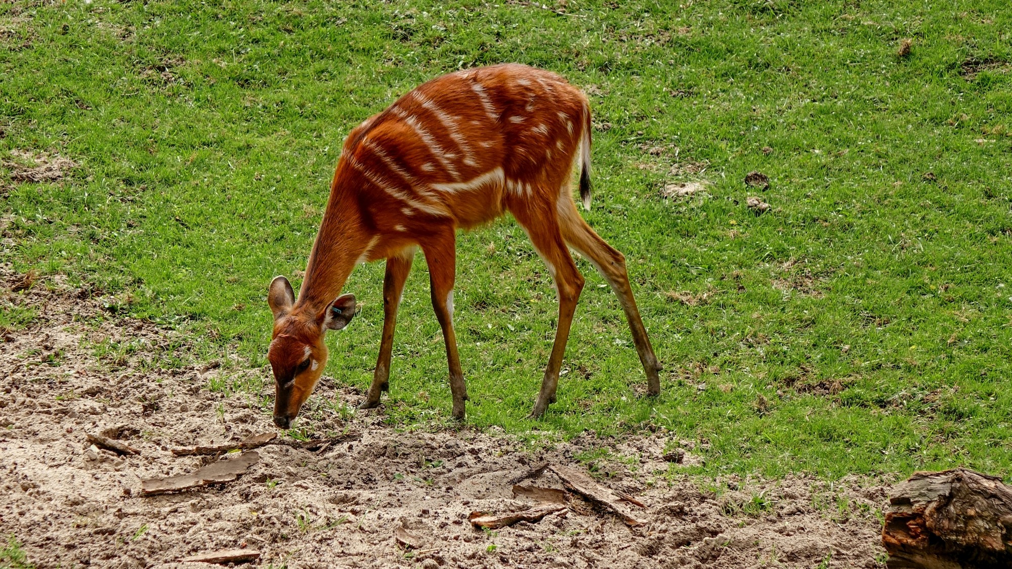 Z kamerą wśród zwierząt - zdjęcie 4