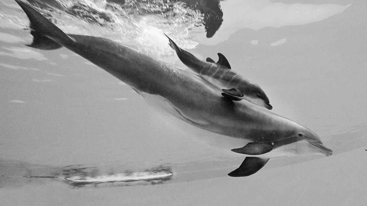 Zoo czekało na niego blisko 10 lat. Delfinek zmarł po czterech dniach