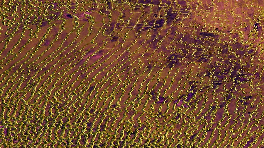 Zdjęcie satelitarne pustyni piaszczystej Ar-Rab al-Chali na Półwyspie Arabskim, wykonane przez satelitę Sentinel-2A w fałszywych kolorach. Fot. ESA.