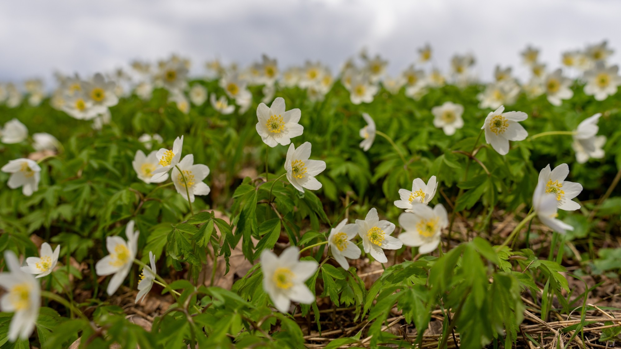 Miejska przyroda - zdjęcie 34