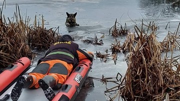 Pies wpadł do zamarzniętego jeziora. Trzymał się lodu przednimi łapami