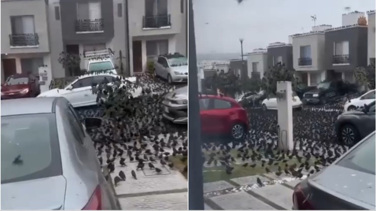 Meksyk. Zaobserwowano duże stada ptaków na ulicach. Eksperci wyjaśniają