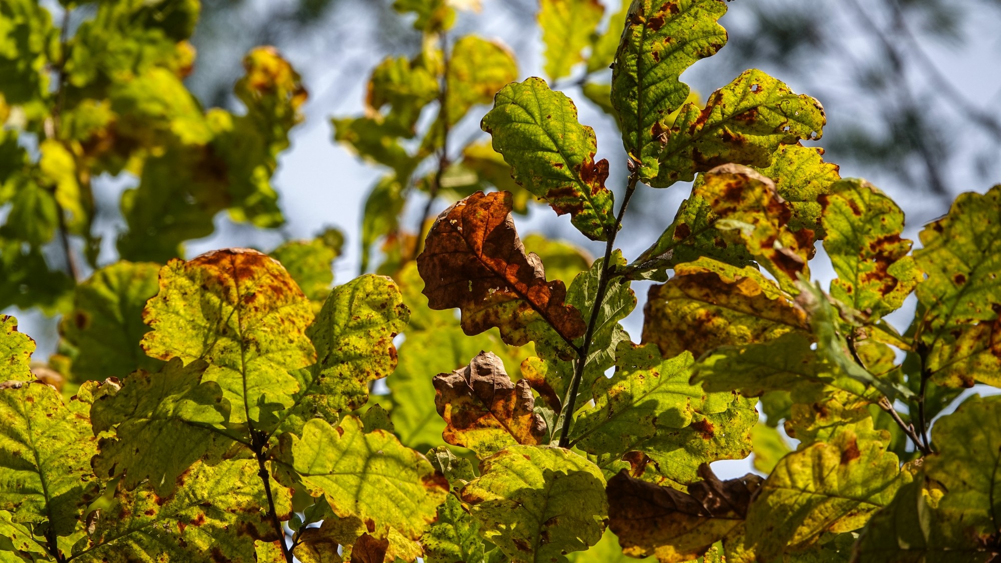 Wszystkie barwy jesieni - zdjęcie 49