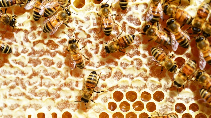 Wielkopolskie. Masowe zatrucie pszczół. Prokuratura prowadzi śledztwo