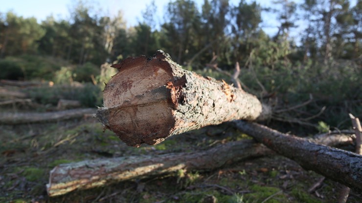 Prokuratura wszczęła śledztwo ws. wycinki drzew w Łebie